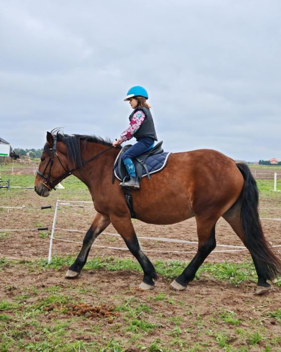 Piekna Klacz PKZ 5 lat. Wstępnie zajeżdżona