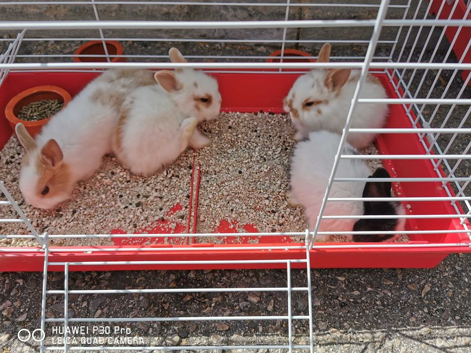 Coelhos anões +Gaiola Nova +alimentação
