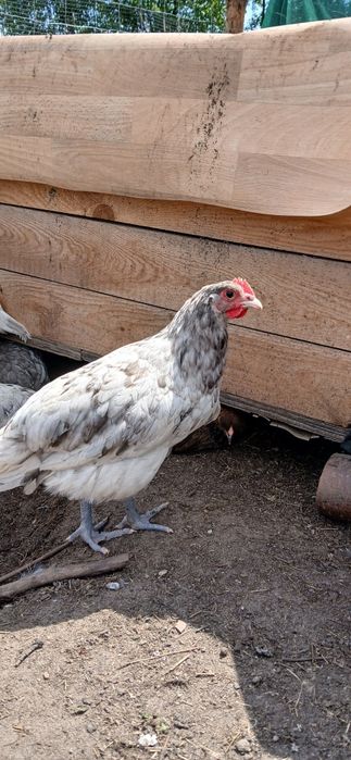 Kogutki Marans "srebrna szyja", Australorp  splash, niebieski, biały