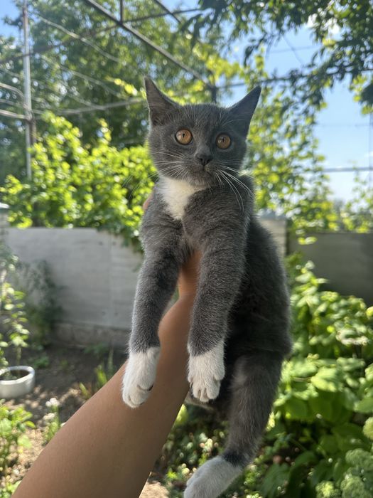 Віддам кошенят у добрі руки