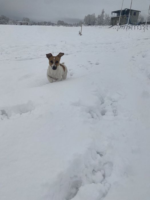 Джек рассел,дівчатка 2 місяці