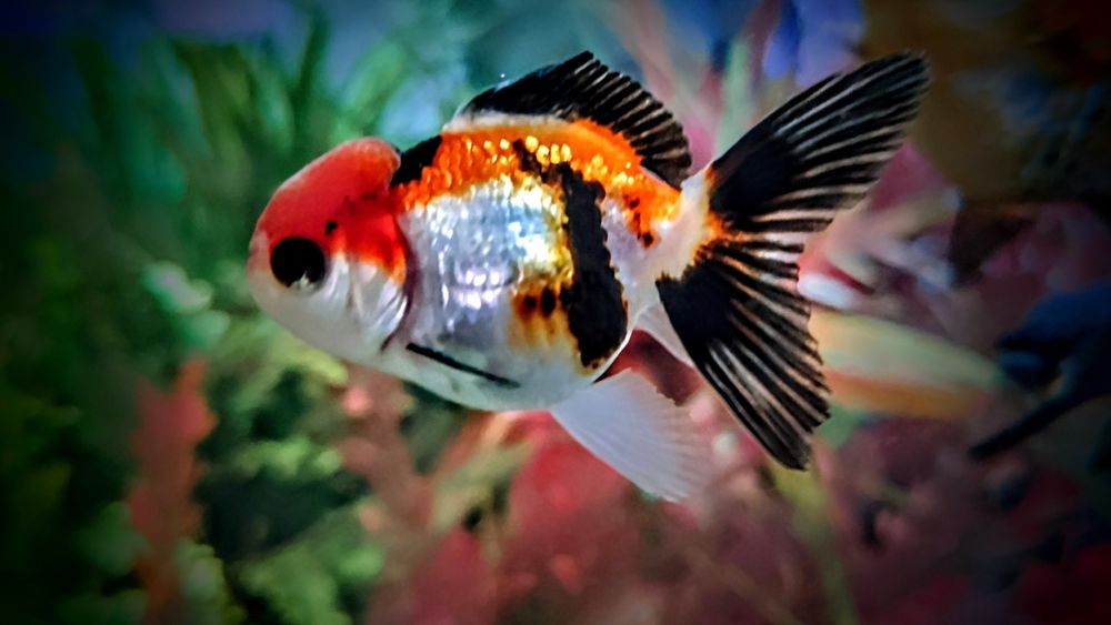 Welonki ,,oranda tricolor,, goldfish welon złota rybka