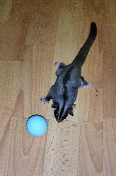 Інтерактивна іграшка. Шарік. Новий.