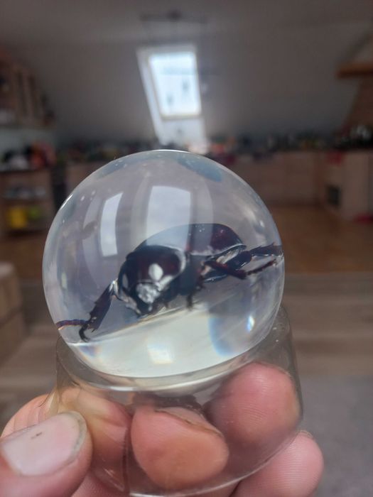 Owady w żywicy 16szt