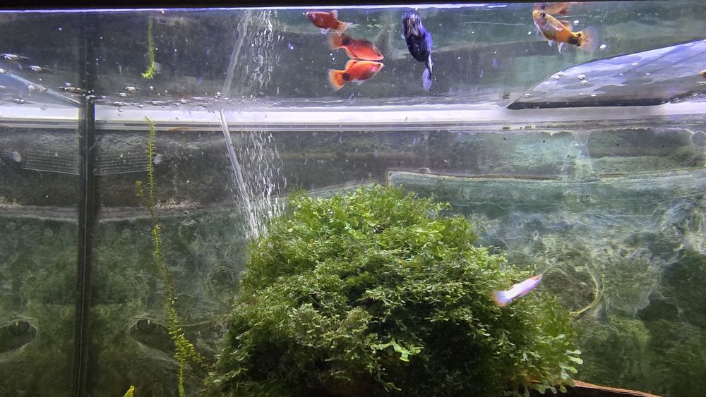 Mollys , Platys , Guppies