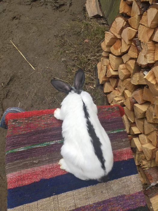 Самчики Німецького строкача . Кролі.