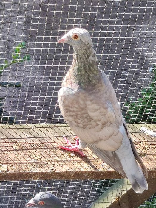 Gołębi pocztowych opal Reduced i rubella