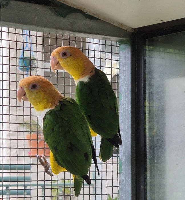 Marianinha de cabeça laranja para acabar de criar a mão