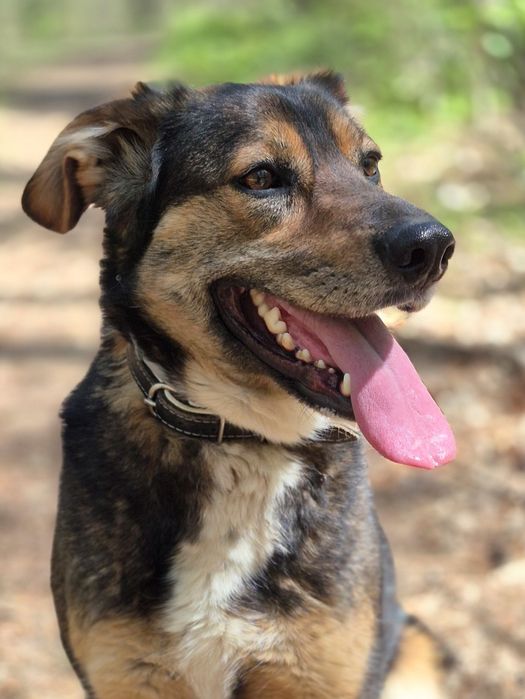 Fred - Delikatny piesek szuka domu  / do adopcji