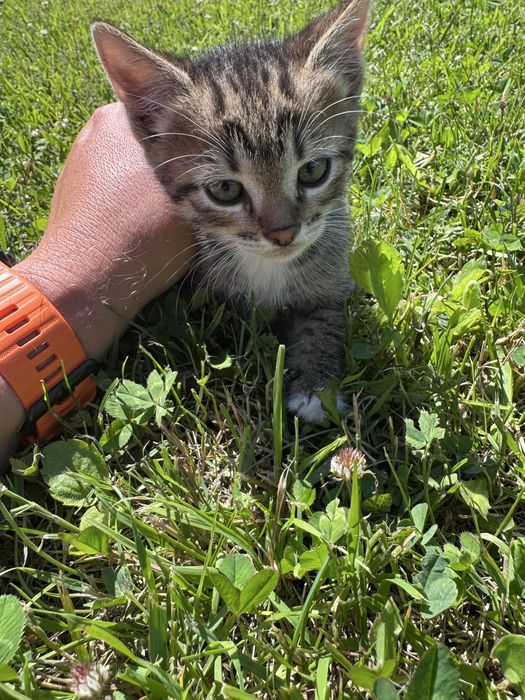 Отдам котят в добрые руки