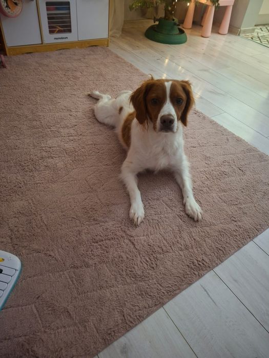 Pies do adopcji PILNIE