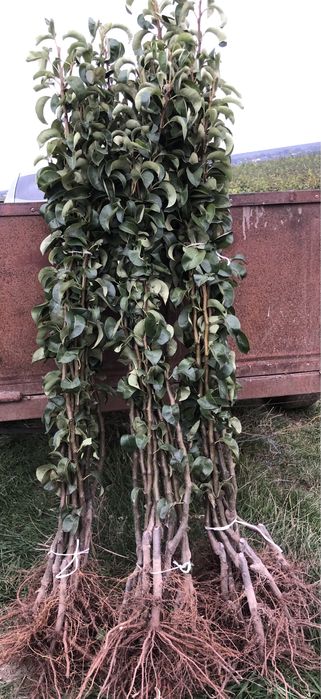 Саджанці плодових дерев