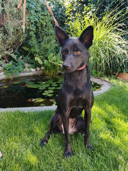 Шукає дім молода стерилізована красуня