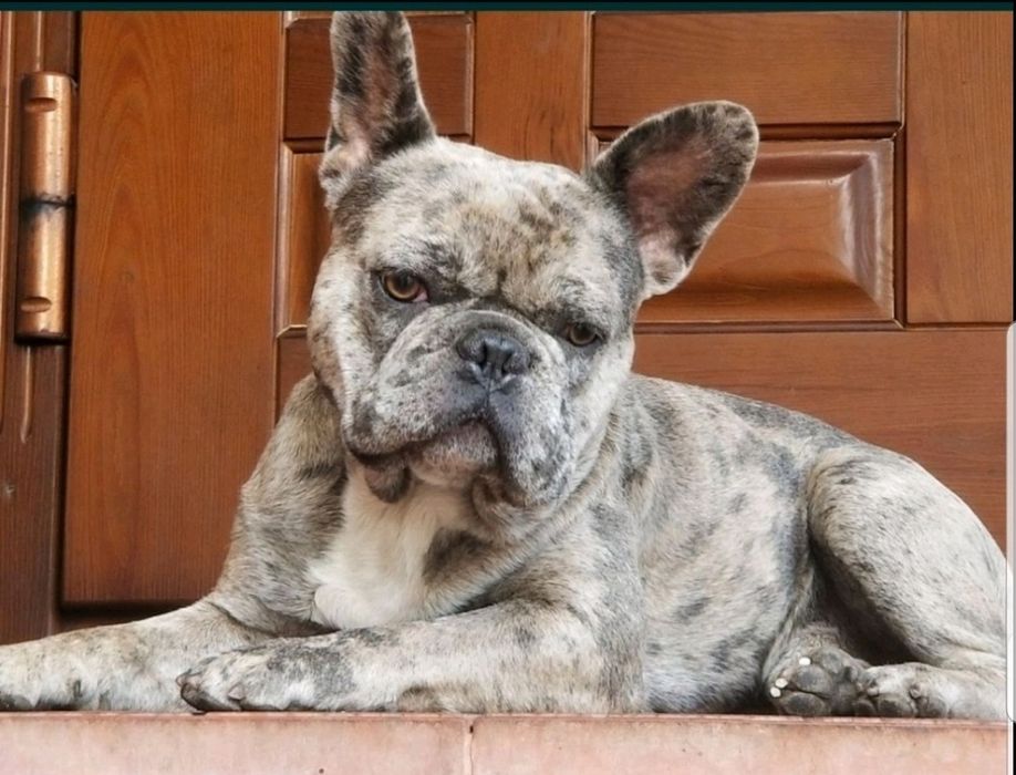 Продажа,Вязка французский бульдог мэрле