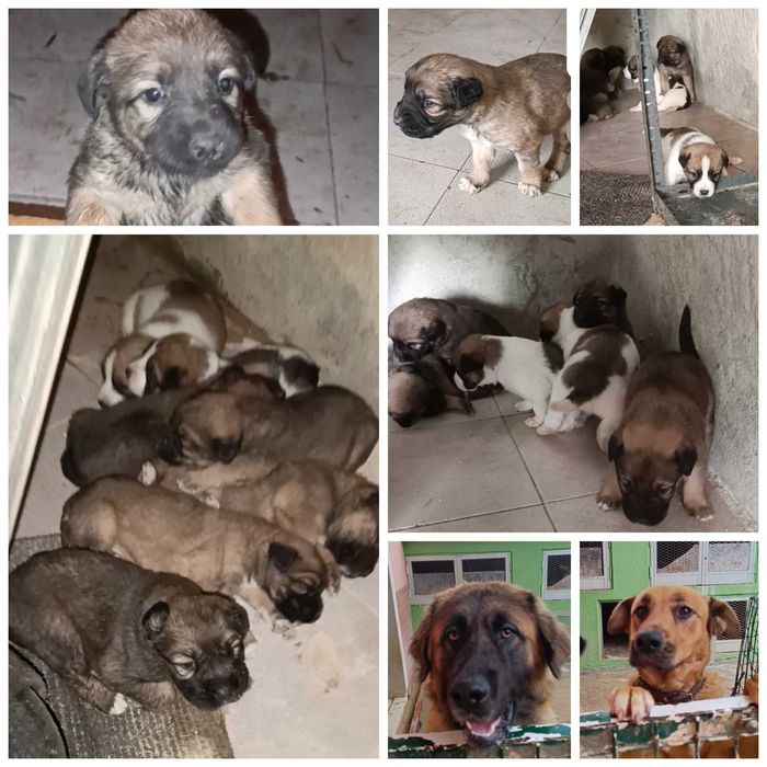 Doa-se filhote de cão porte Grande