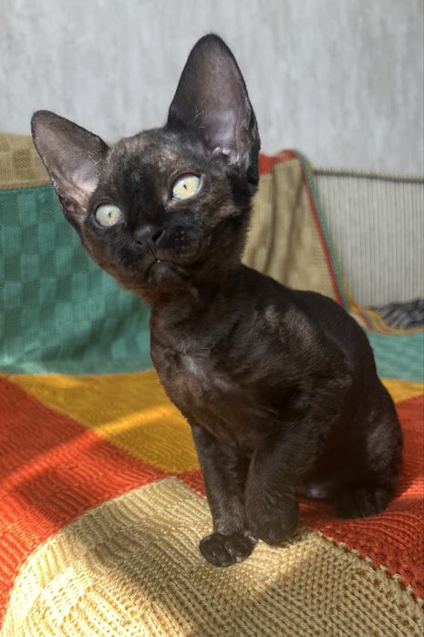 Дівчинка Девон Рекс/Devon Rex