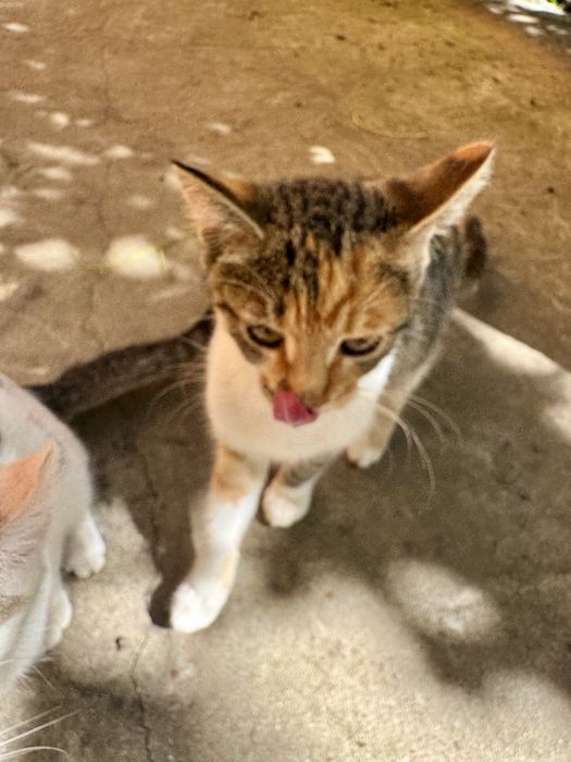 Кошенята шукають родину