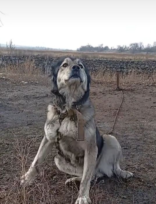 Отдам собак даром
