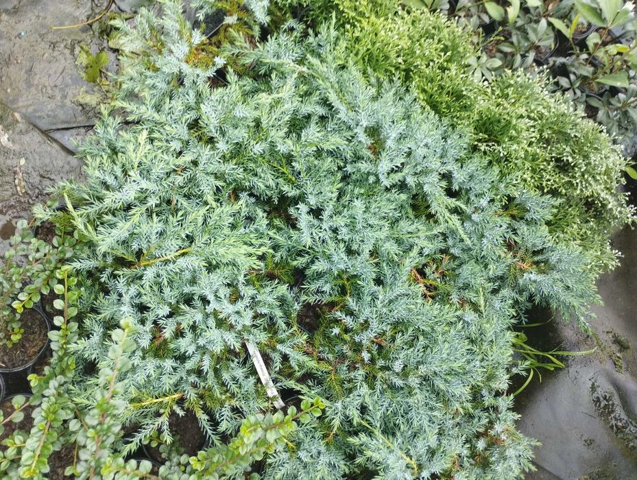 Ялівець лускатий Блю Карпет / Р9-горщик Діаметр рослини 20-25см