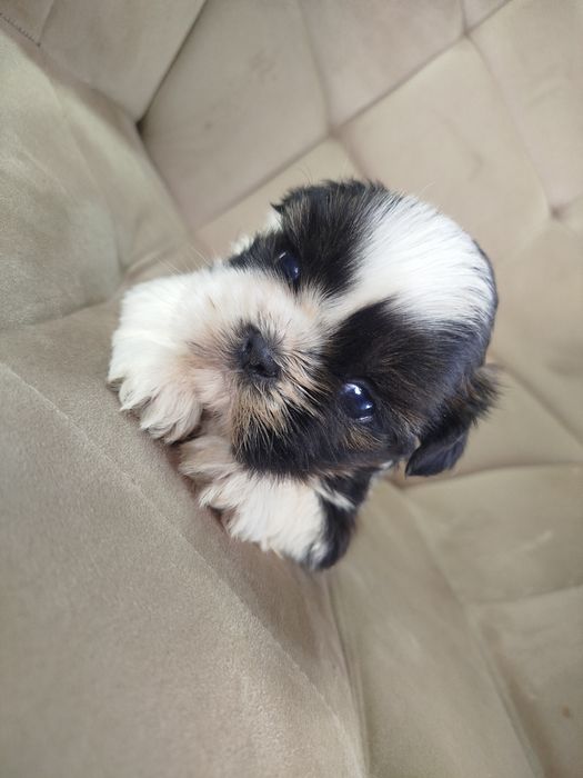 Shih tzu gotowe do odbioru