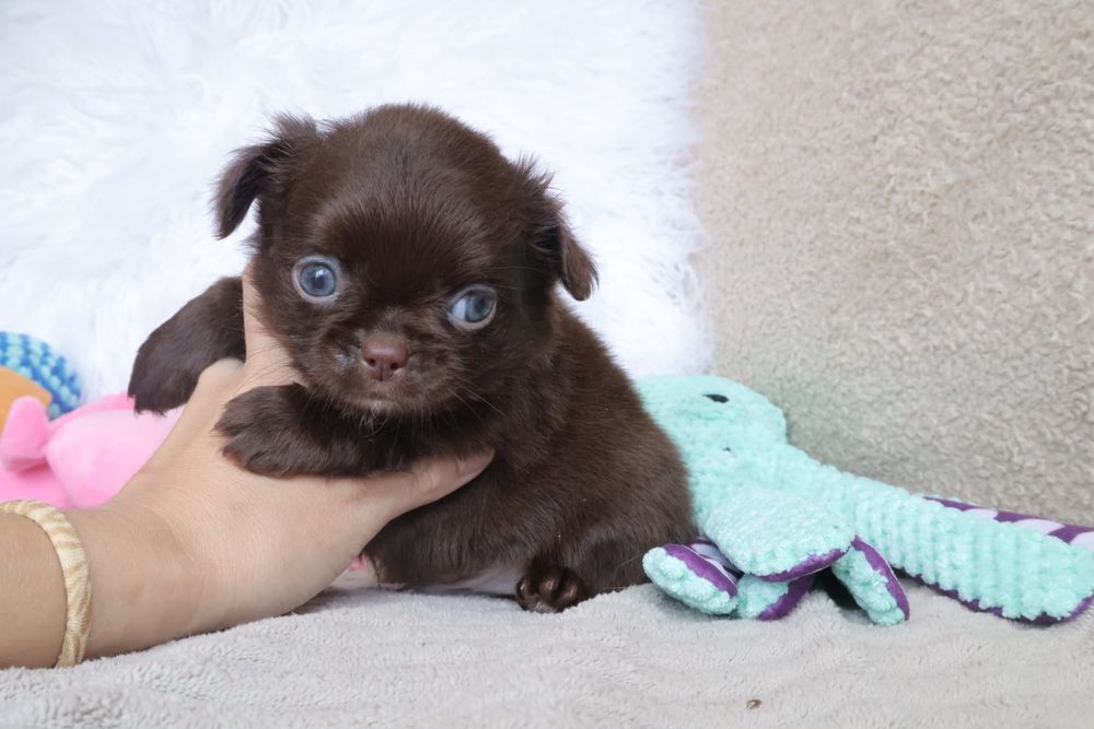 Chihuahua  Mini. Menina de pēlo longo de olhos Verdes . Cabeça maçã perfeita!