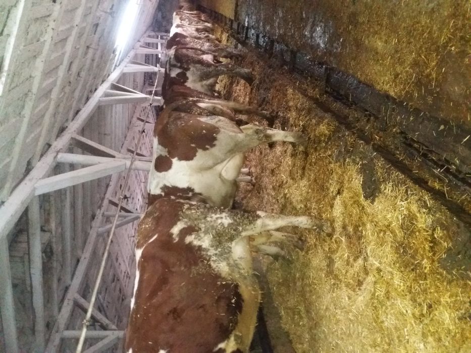 Продаем крс на постоянной основе!