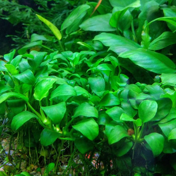 Анубиас Нана Петит