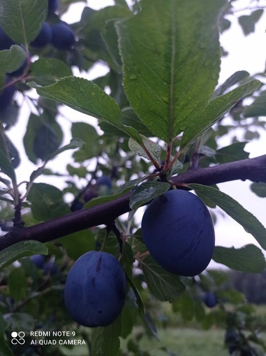 Sprzedam gruszki (oraz ziemniaki,ogórki,chrzan, śliwki,jabłka)