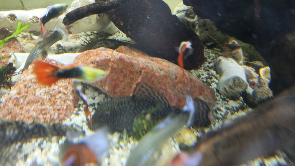 Ancistrus juvenis e adultos