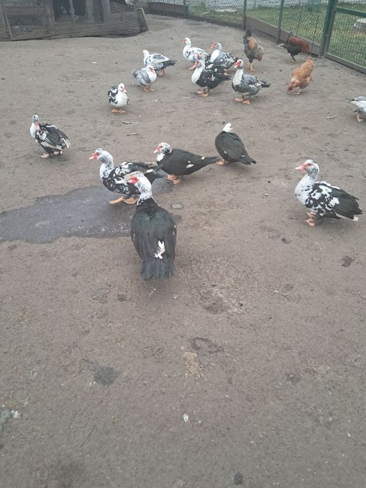 Sprzedam Indory,perliczki,kaczory