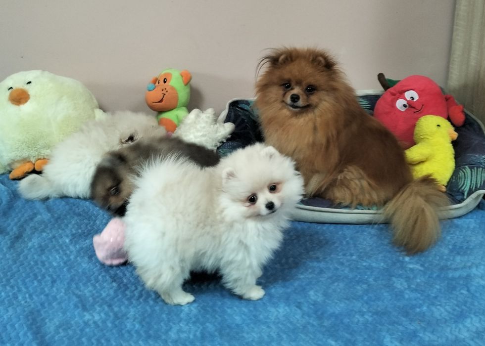 Szpic miniaturowy. Pomeranian. Piesek.