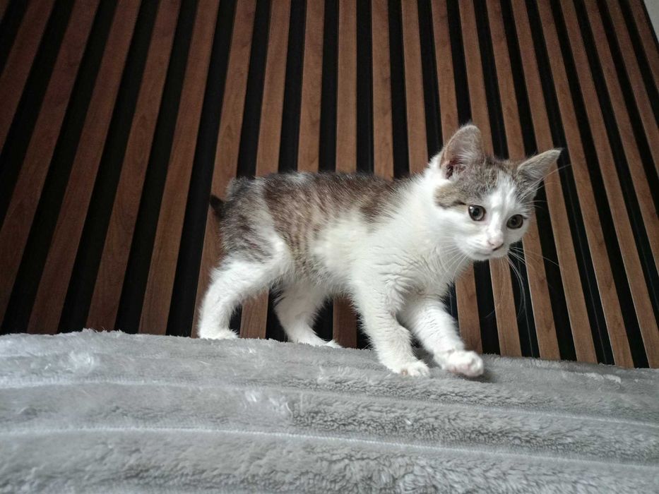 Koteczka do adopcji