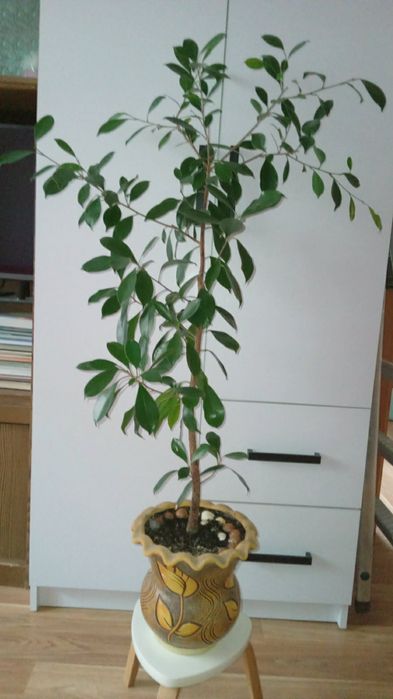 Традесканція Рео звисаюча кімнатні рослини вазон ампельний фікус Рівне