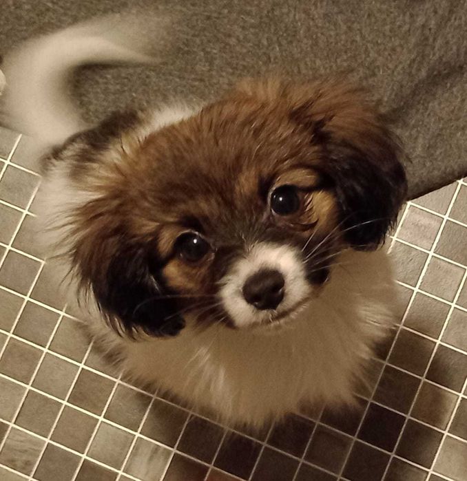 szczeniak PHALENE, piękny sobolowy piesek (nie papillon) ZKwP / FCI