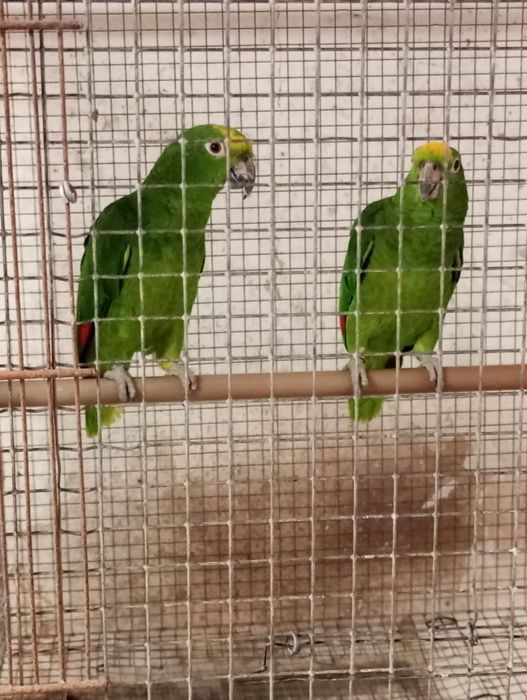 Papagaios ochrocephala casal 2017