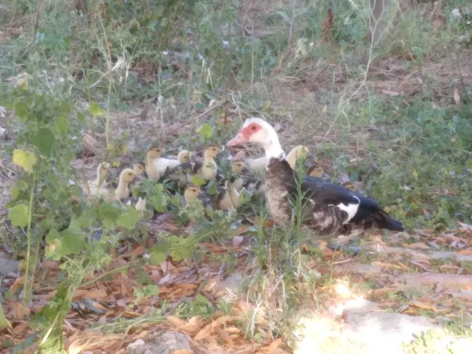 Patos Mudos com 1 mês