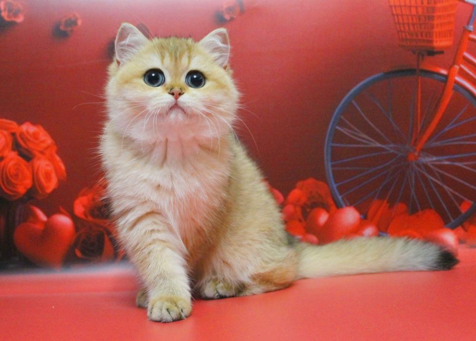 Британська дитина чекає найкращу сім'ю