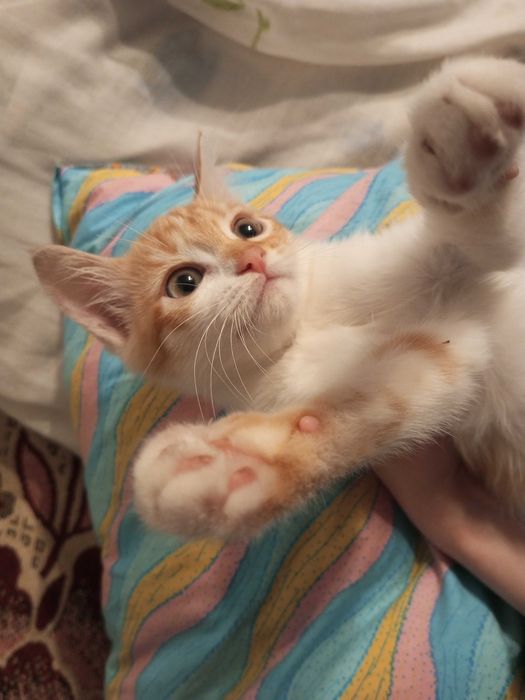 Віддам кошенят у добрі руки