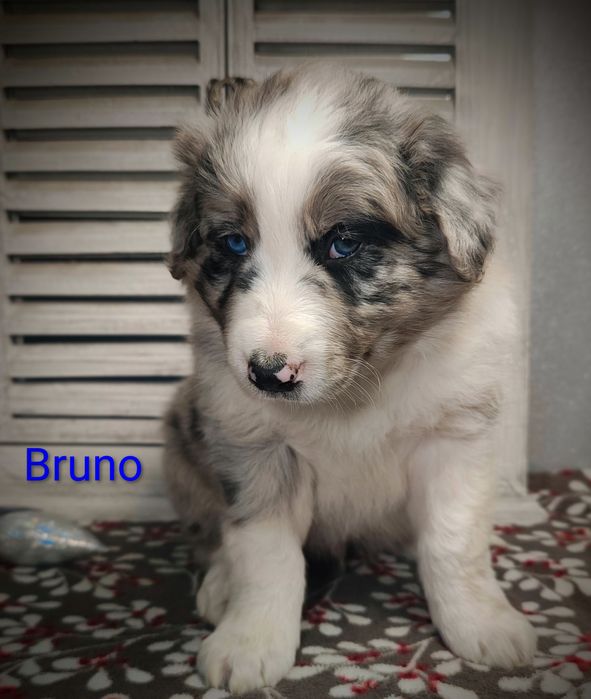 Border collie piesek Blue merle przebadani rodzice do odbioru