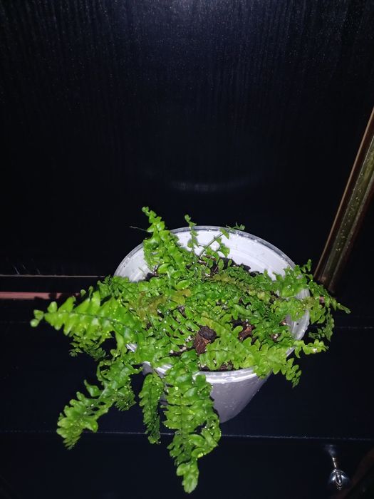 Папоротник Нефролепис