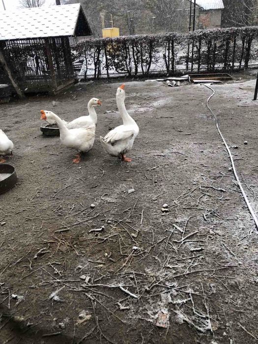 Гуси порода холмогор