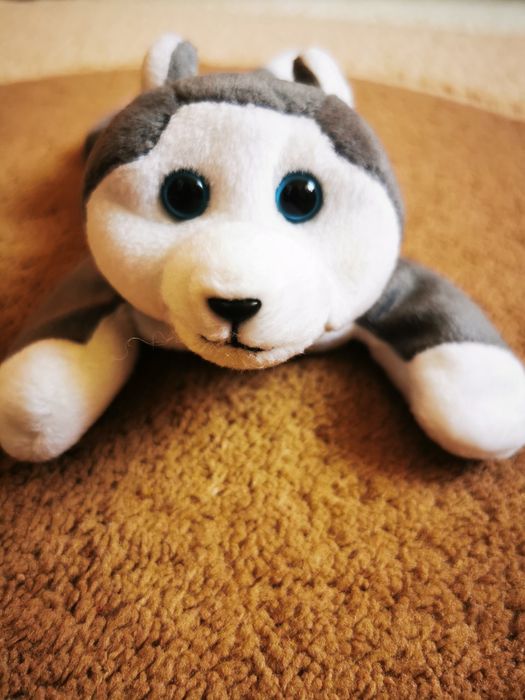 Maskotka piesek husky