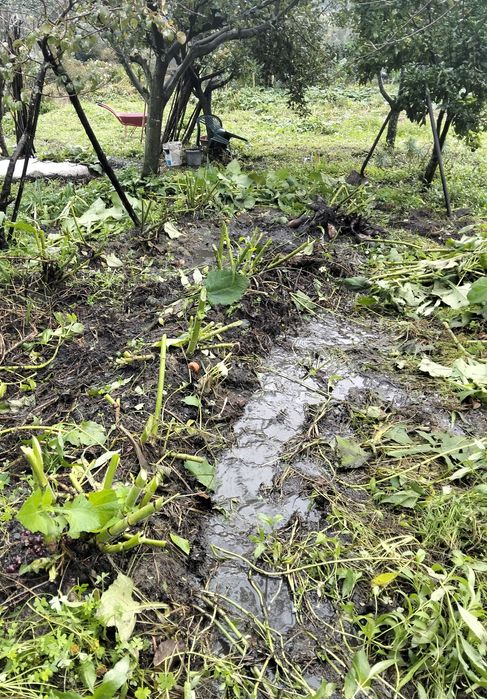 Vende-se batata yacon