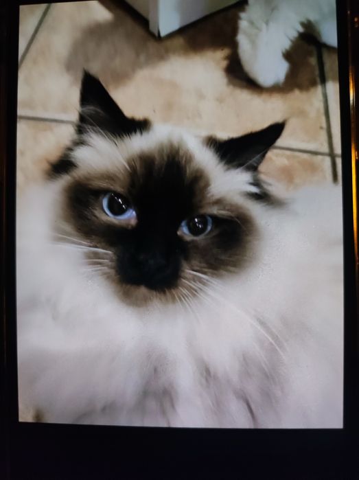 Sprzedam kotkę rasy Ragdoll