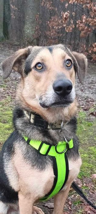 Pies Bruno kochający spacery szuka domu