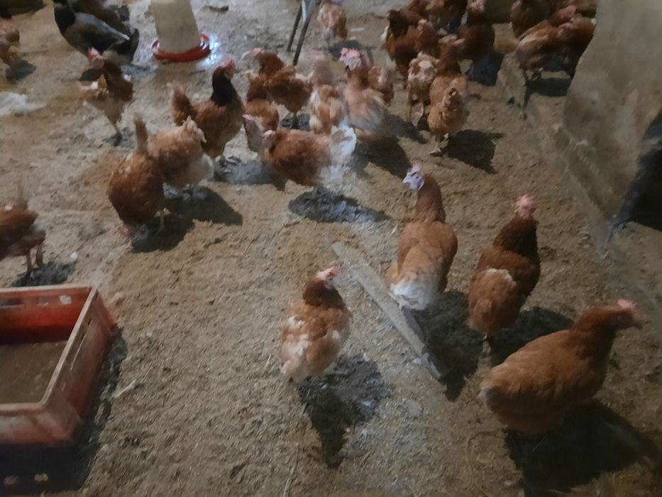 Kury nioski z jajkiem