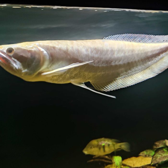 Arowana srebrna albino 40-50 cm
