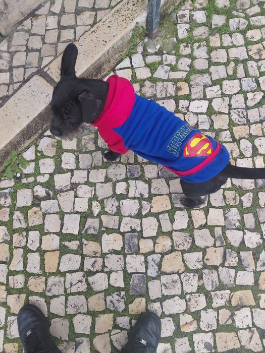Doar SKY cão docil