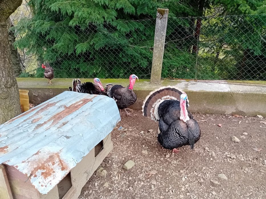 Perus grandes pesados