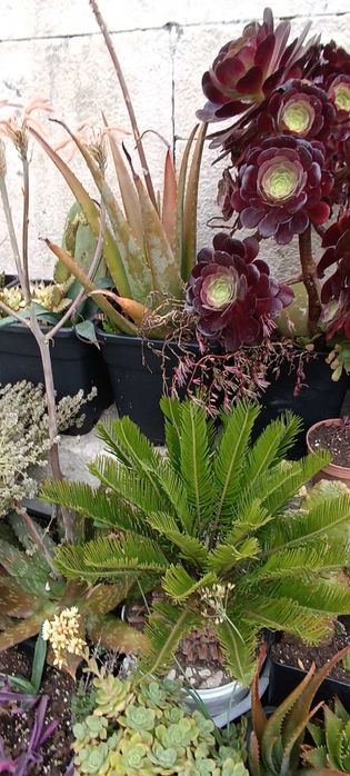 Leguminosa, catos, plantas vários tamanhos diferentes tipos  ..